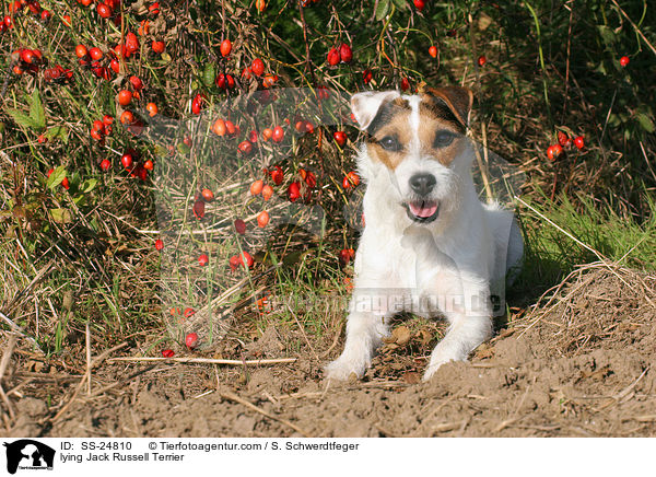 liegender Parson Russell Terrier / lying Parson Russell Terrier / SS-24810