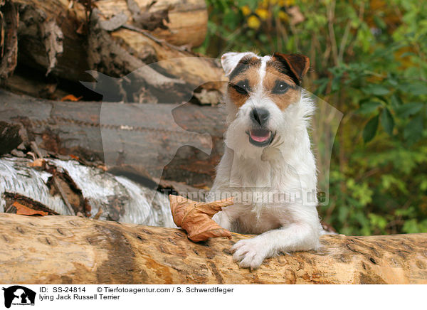 liegender Parson Russell Terrier / lying Parson Russell Terrier / SS-24814
