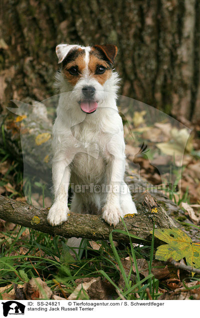 stehender Parson Russell Terrier / standing Parson Russell Terrier / SS-24821