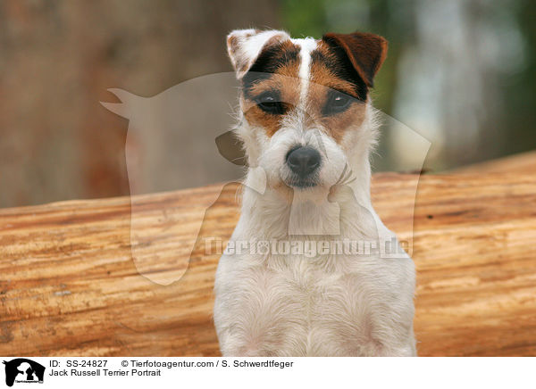 Parson Russell Terrier Portrait / Parson Russell Terrier Portrait / SS-24827