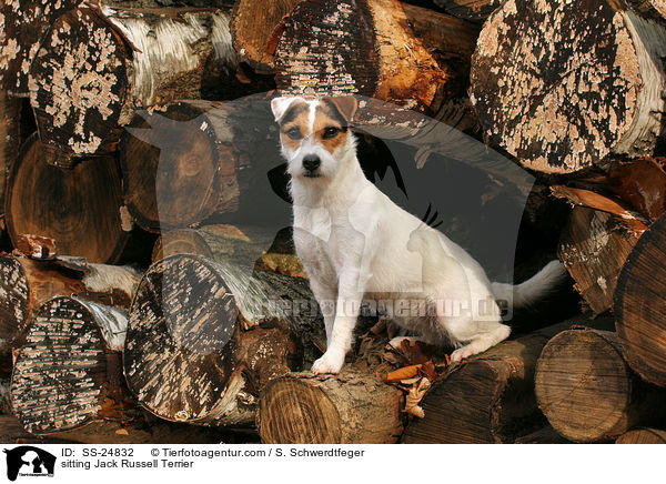 sitzender Parson Russell Terrier / sitting Parson Russell Terrier / SS-24832