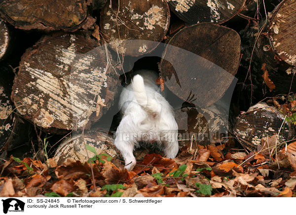 neugieriger Parson Russell Terrier / curiously Parson Russell Terrier / SS-24845