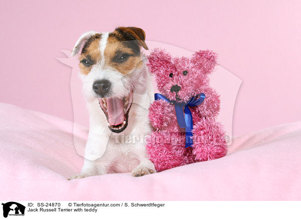 Parson Russell Terrier mit Teddy / Parson Russell Terrier with teddy / SS-24870