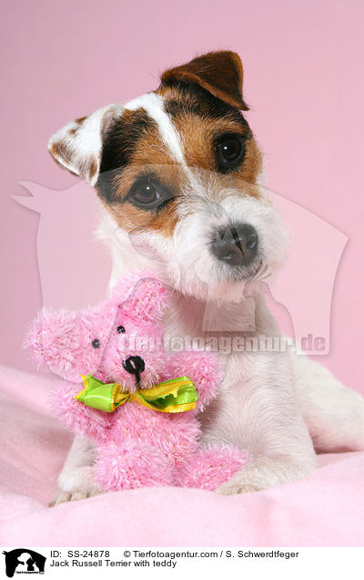 Parson Russell Terrier mit Teddy / Parson Russell Terrier with teddy / SS-24878