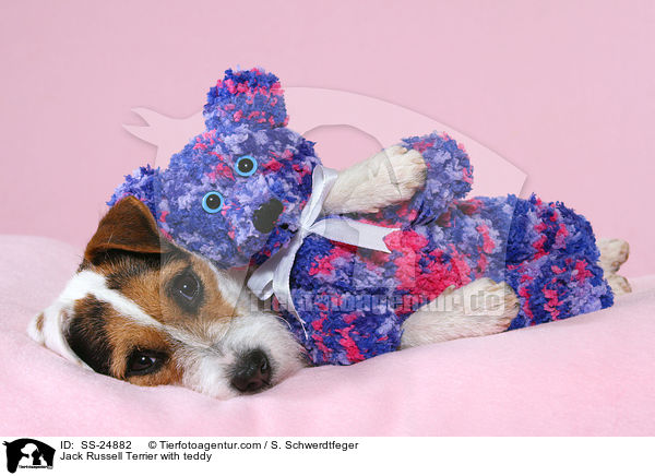 Parson Russell Terrier mit Teddy / Parson Russell Terrier with teddy / SS-24882