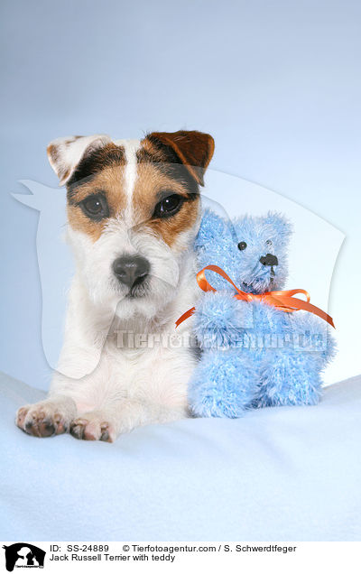 Parson Russell Terrier mit Teddy / Parson Russell Terrier with teddy / SS-24889