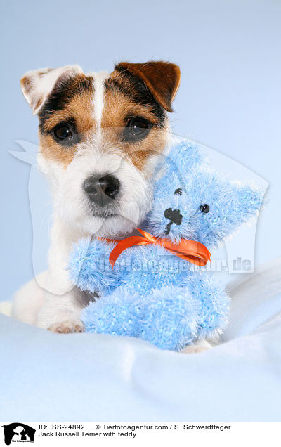 Parson Russell Terrier mit Teddy / Parson Russell Terrier with teddy / SS-24892