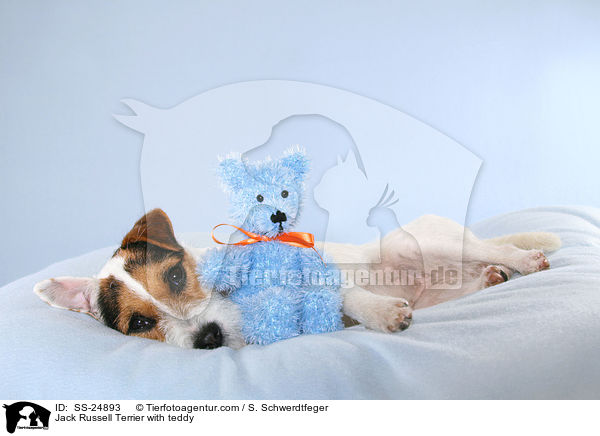 Parson Russell Terrier mit Teddy / Parson Russell Terrier with teddy / SS-24893