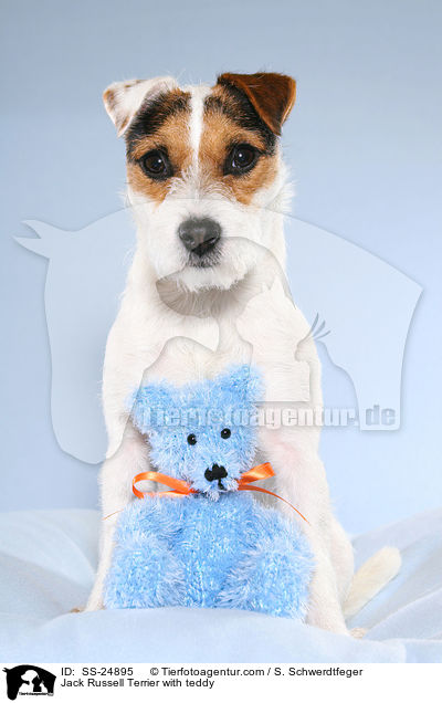 Parson Russell Terrier mit Teddy / Parson Russell Terrier with teddy / SS-24895