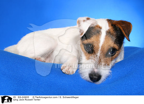 liegender Parson Russell Terrier / lying Parson Russell Terrier / SS-24905