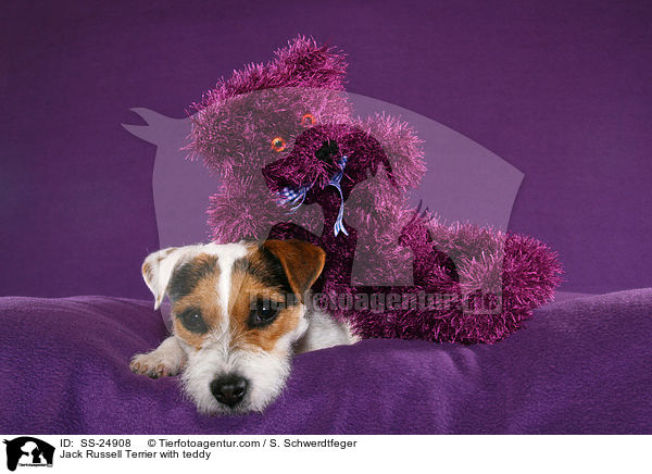 Parson Russell Terrier mit Teddy / Parson Russell Terrier with teddy / SS-24908