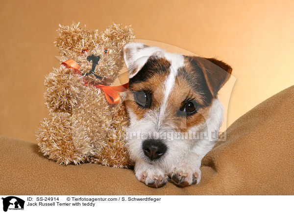 Parson Russell Terrier mit Teddy / Parson Russell Terrier with teddy / SS-24914