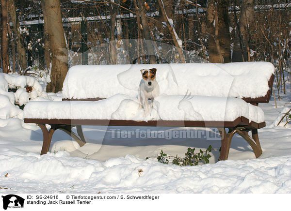 stehender Parson Russell Terrier / standing Parson Russell Terrier / SS-24916