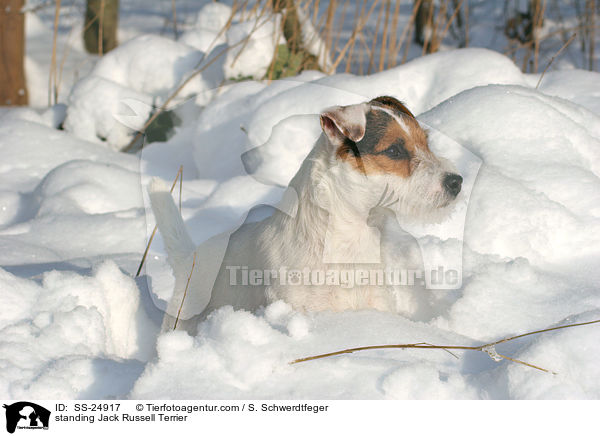 stehender Parson Russell Terrier / standing Parson Russell Terrier / SS-24917