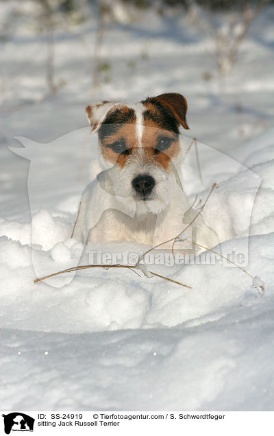 sitzender Parson Russell Terrier / sitting Parson Russell Terrier / SS-24919