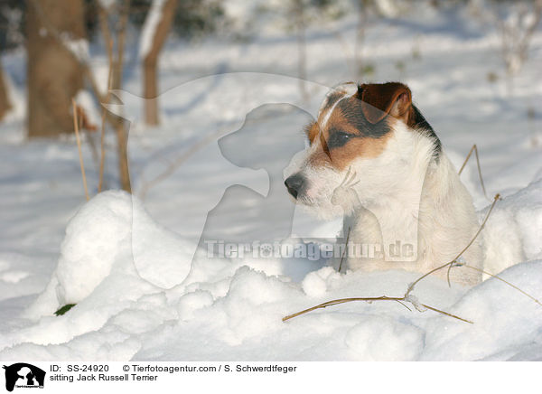 sitzender Parson Russell Terrier / sitting Parson Russell Terrier / SS-24920