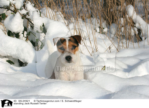 stehender Parson Russell Terrier / standing Parson Russell Terrier / SS-24921