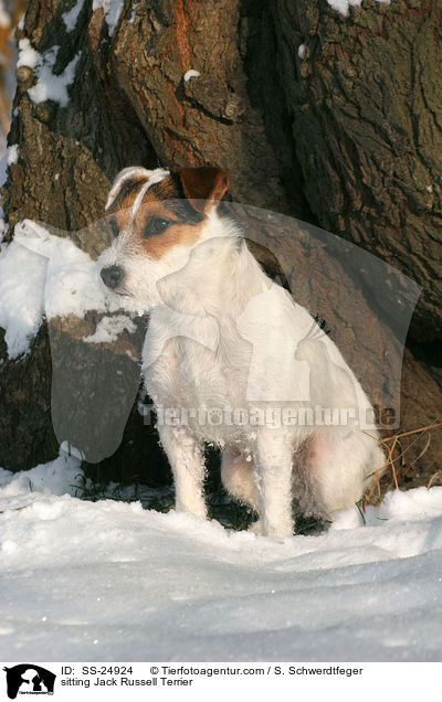 sitzender Parson Russell Terrier / sitting Parson Russell Terrier / SS-24924