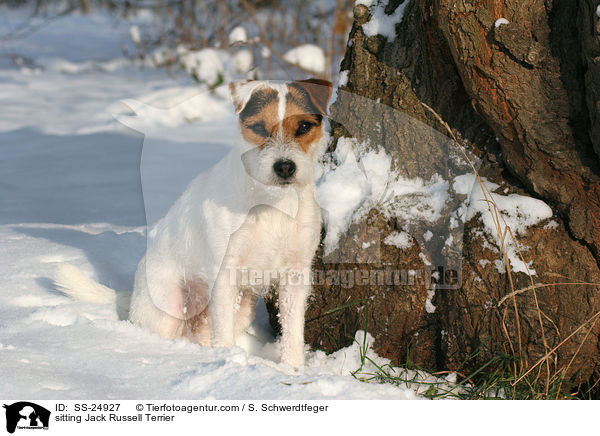 sitzender Parson Russell Terrier / sitting Parson Russell Terrier / SS-24927