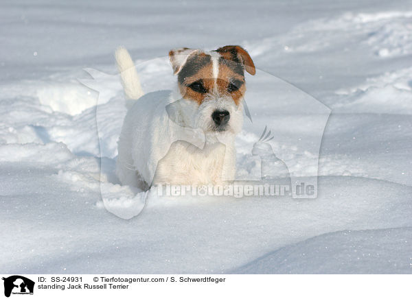 stehender Parson Russell Terrier / standing Parson Russell Terrier / SS-24931