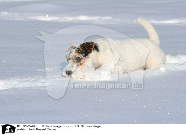 laufender Parson Russell Terrier / walking Parson Russell Terrier / SS-24948