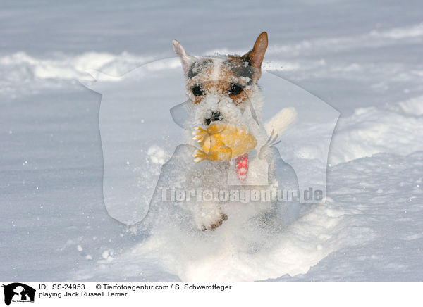 spielender Parson Russell Terrier / playing Parson Russell Terrier / SS-24953