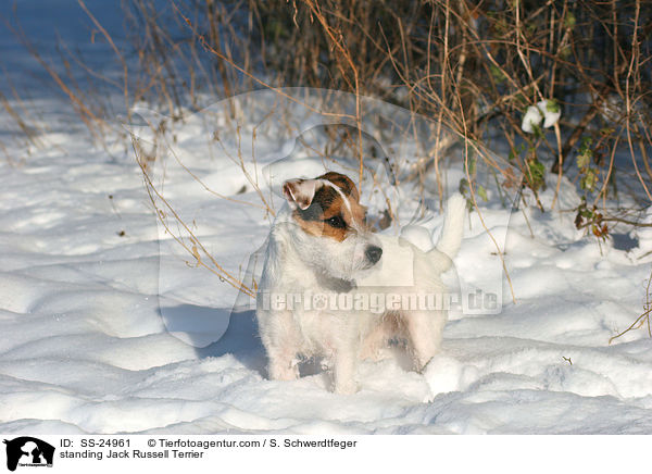 stehender Parson Russell Terrier / standing Parson Russell Terrier / SS-24961