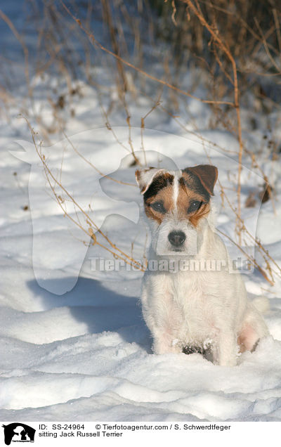 sitzender Parson Russell Terrier / sitting Parson Russell Terrier / SS-24964