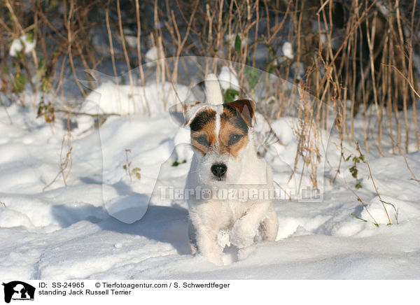 stehender Parson Russell Terrier / standing Parson Russell Terrier / SS-24965