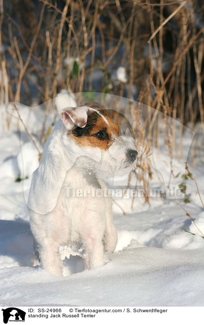stehender Parson Russell Terrier / standing Parson Russell Terrier / SS-24966