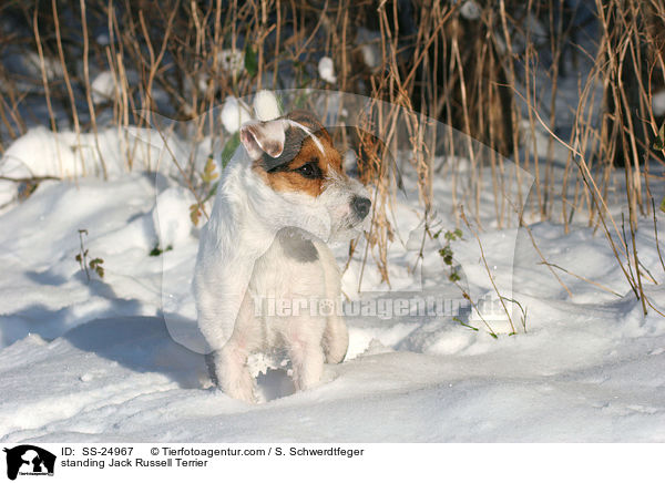 stehender Parson Russell Terrier / standing Parson Russell Terrier / SS-24967