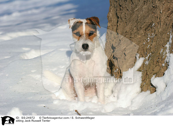 sitzender Parson Russell Terrier / sitting Parson Russell Terrier / SS-24972