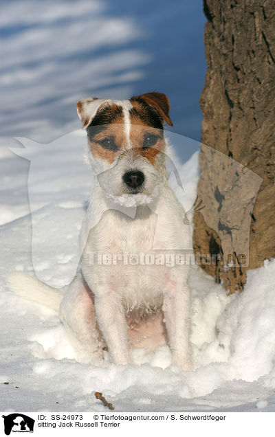sitzender Parson Russell Terrier / sitting Parson Russell Terrier / SS-24973