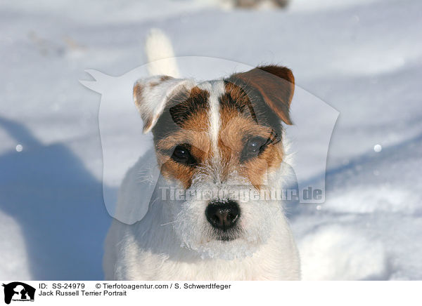 Parson Russell Terrier Portrait / Parson Russell Terrier Portrait / SS-24979