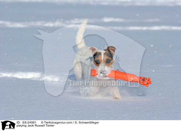 spielender Parson Russell Terrier / playing Parson Russell Terrier / SS-24981