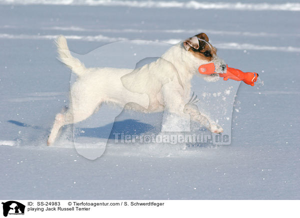 spielender Parson Russell Terrier / playing Parson Russell Terrier / SS-24983