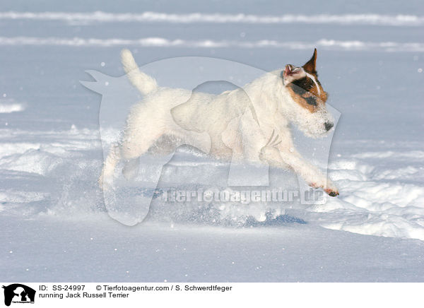 rennender Parson Russell Terrier / running Parson Russell Terrier / SS-24997