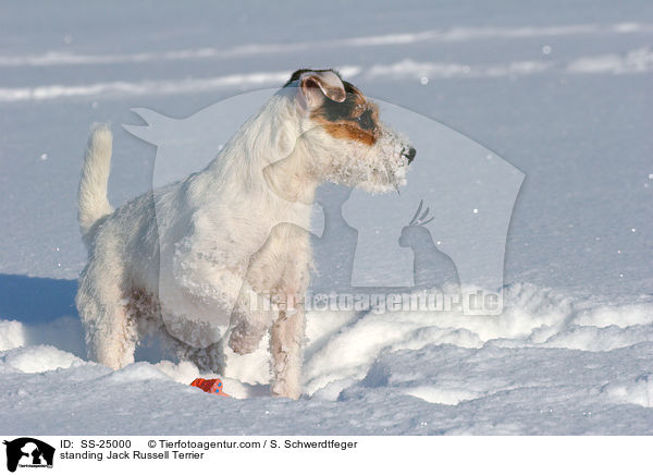 stehender Parson Russell Terrier / standing Parson Russell Terrier / SS-25000