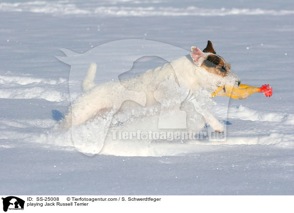 spielender Parson Russell Terrier / playing Parson Russell Terrier / SS-25008