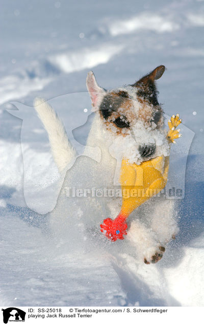 spielender Parson Russell Terrier / playing Parson Russell Terrier / SS-25018