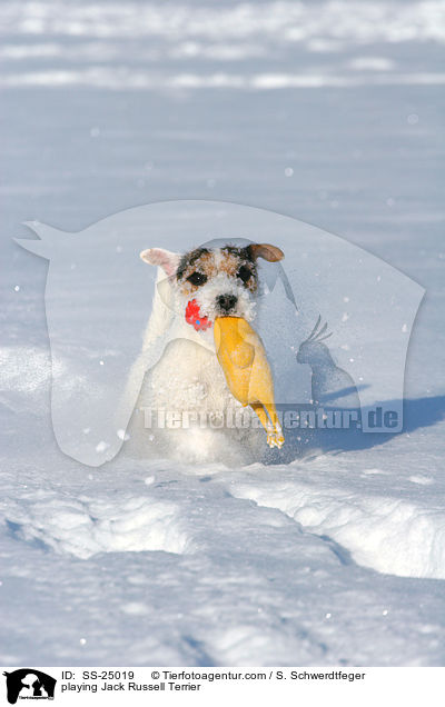 spielender Parson Russell Terrier / playing Parson Russell Terrier / SS-25019