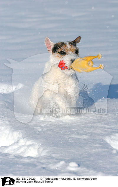 spielender Parson Russell Terrier / playing Parson Russell Terrier / SS-25020