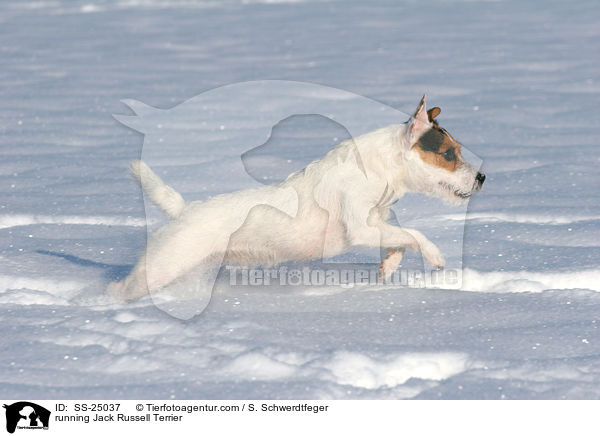 rennender Parson Russell Terrier / running Parson Russell Terrier / SS-25037