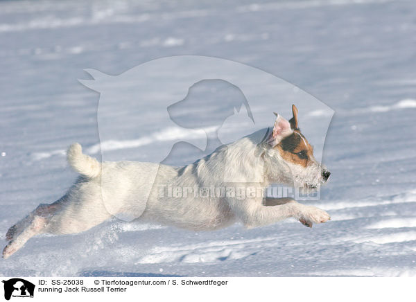 rennender Parson Russell Terrier / running Parson Russell Terrier / SS-25038