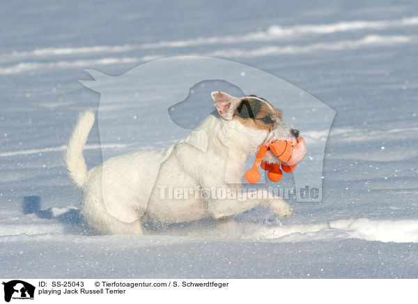 spielender Parson Russell Terrier / playing Parson Russell Terrier / SS-25043