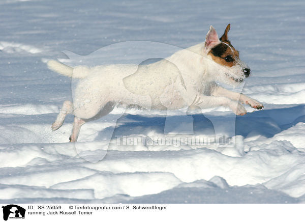 rennender Parson Russell Terrier / running Parson Russell Terrier / SS-25059