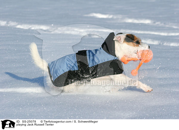 spielender Parson Russell Terrier / playing Parson Russell Terrier / SS-25078