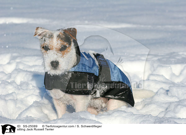 sitzender Parson Russell Terrier / sitting Parson Russell Terrier / SS-25089