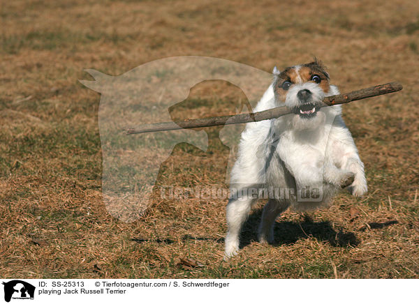 spielender Parson Russell Terrier / playing Parson Russell Terrier / SS-25313