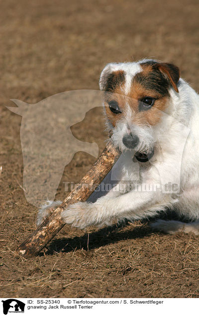 knabbernder Parson Russell Terrier / gnawing Parson Russell Terrier / SS-25340